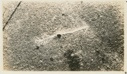 Image of Arrow cut by Dr. Kane in 1855